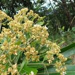 Cerberiopsis candelabra Flower