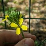 Erysimum pseudorhaeticum Цвят