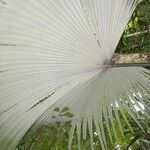 Kerriodoxa elegans Hoja