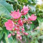 Jatropha integerrimaBlodyn