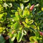 Rhododendron simsii Blad