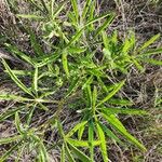 Cyphostemma serpens Leaf