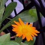Calendula officinalisΛουλούδι