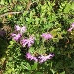 Dianthus hyssopifolius Fleur