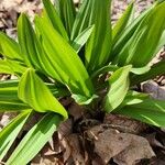 Allium tricoccum Feuille