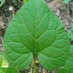 Chenopodium bonus-henricus Leaf