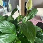 Spathiphyllum wallisii Žiedas