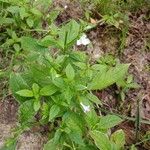 Mimulus alatus Habitus