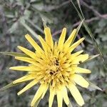 Tragopogon dubius Virág