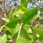 Mascarenhasia arborescens Hoja