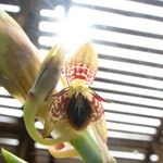Bulbophyllum schinzianum Цветок