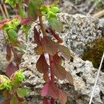 Euphorbia pterococca Blatt