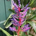 Aechmea fendleri Kvet