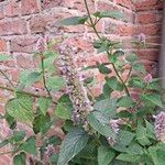 Agastache foeniculum Flower
