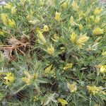 Astragalus ibrahimianus Flower