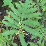 Onoclea sensibilis Leaf