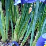 Iris reticulata Leaf