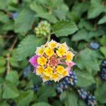 Lantana camara花