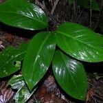 Dieffenbachia concinna Hoja