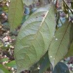 Chrysophyllum pomiferum Leaf