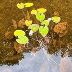 Nymphoides cordata Агульны выгляд