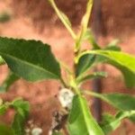 Maerua angolensis Fruit