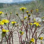 Senecio transiens Tervik taim