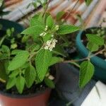 Lippia origanoides Lehti