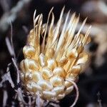 Bupleurum fruticescens Flor