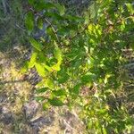 Zanthoxylum clava-herculis Hoja
