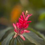 Alpinia purpurata Flower