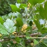 Ribes alpinum 果実