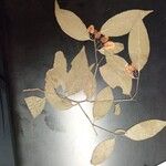 Euonymus atropurpureus List