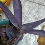 Tradescantia pallida List