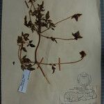 Clematis brevipes Otro