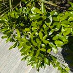 Ilex cassine Hoja