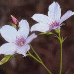 Linum tenuifolium Flower