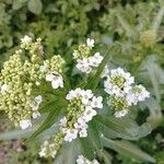 Armoracia rusticana Floare