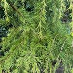 Cedrus deodara Hábito