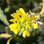 Hirschfeldia incana Flower