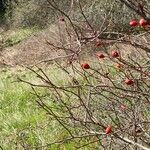 Rosa stylosa Ffrwyth