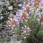 Coris monspeliensis Flower