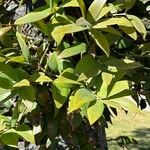Agathis robusta 葉