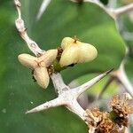 Euphorbia grandicornis Fruit