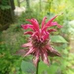 Monarda didyma Flower