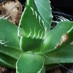 Faucaria tigrina Blad