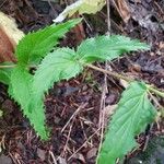 Nothochelone nemorosa Leaf