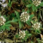 Trifolium bocconei Natur