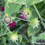 Knautia macedonica Flower