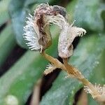Saxifraga longifolia Hedelmä